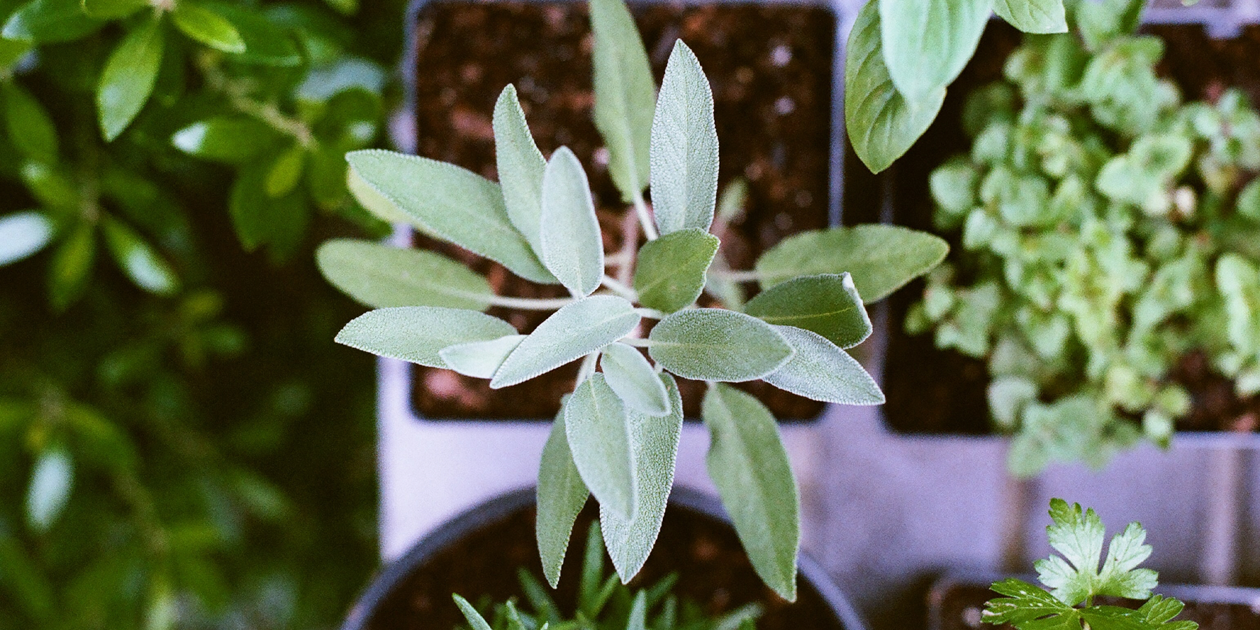 A Guide to Kitchen Gardening